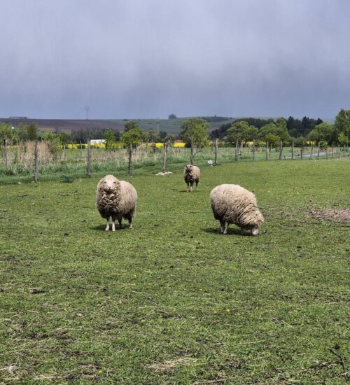 Ovce na farme Stigoland